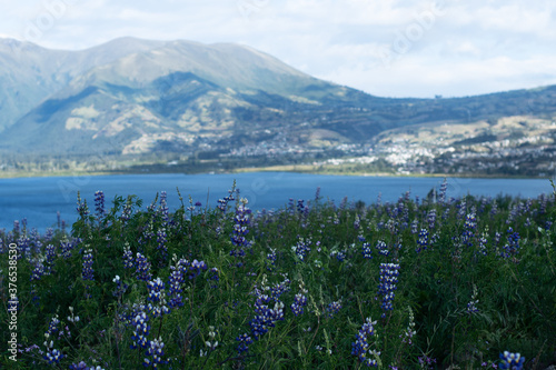purple flowers ona green field on a big mointain with some mountains in  the background