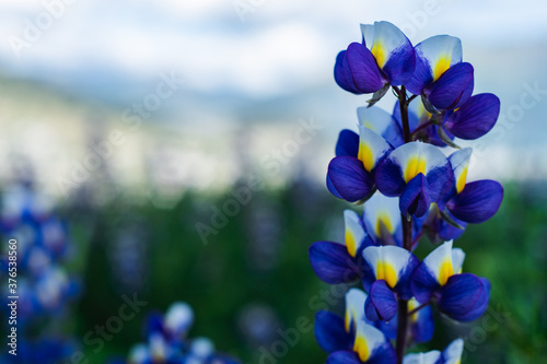 purple flowers ona green field on a big mointain with some mountains in  the background