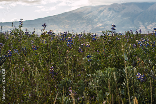 purple flowers ona green field on a big mointain with some mountains in  the background