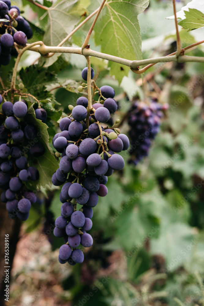 Delicious and healthy fruits, fresh autumn harvest. Ripe red grapes hang in a cluster on a green vine in the vineyard. Black maiden grapes, large bunch.