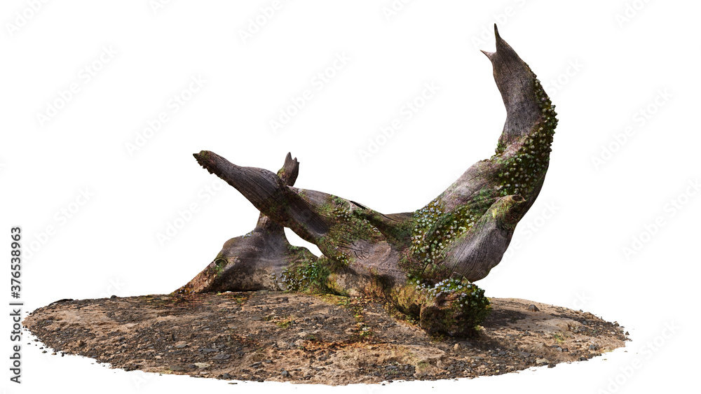 driftwood, dry tree branch with moss and barnacle isolated on white background driftwood, dry tree branch with moss and barnacle isolated on white background