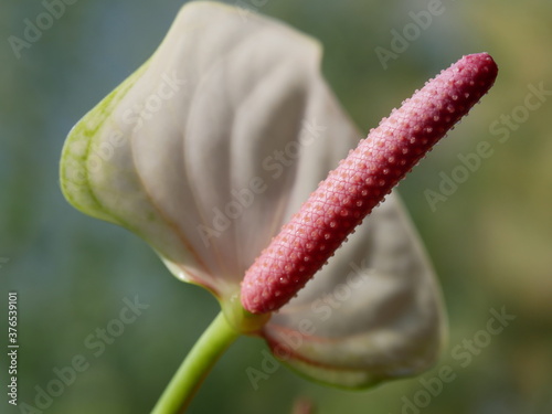 Flower flamingoblume Anthurieae  photo