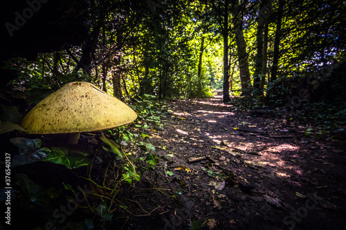 Volvariella bombycina or tree mushroom on the side of a dirt walkway in the woods. Forest path with mushroom. Mystic feeling and scenic view in the woodland. Closeup view. 