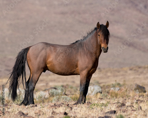 wild horse wild stallion