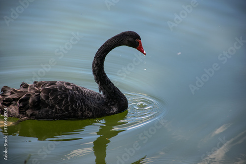 black swan on the lake