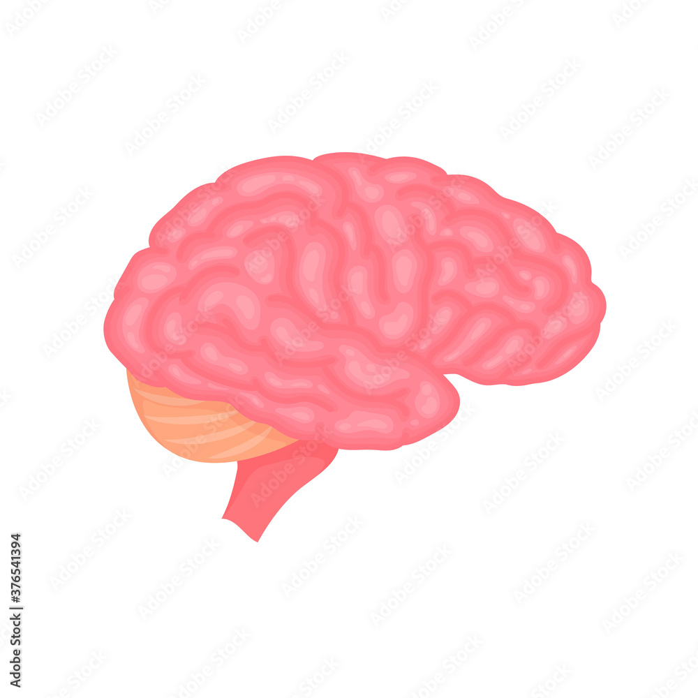 Human brain anatomy side view colorful vector illustration isolated on ...