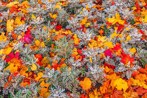 fallen colorful maple autumn leaves among the bushes of silvery cineraria
