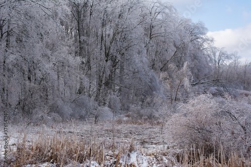 Wallpaper Mural Gray Trees Torontodigital.ca