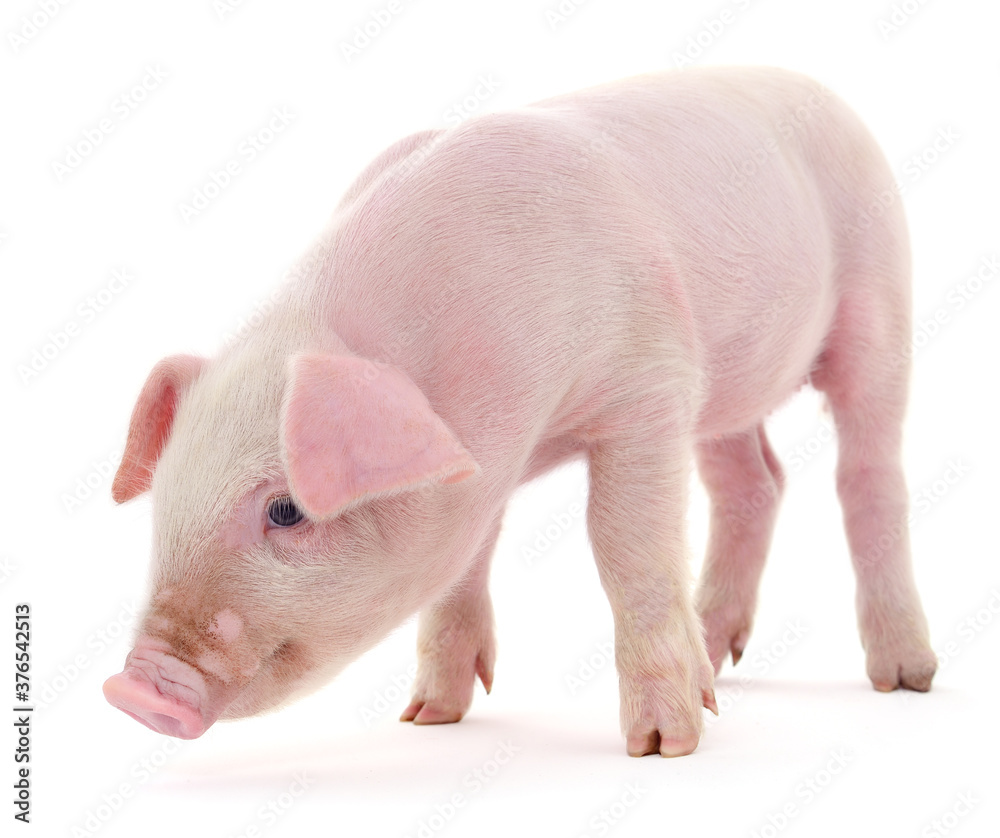 Pig on white Pig on white