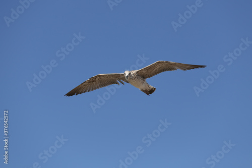 Seagull in low level flight against the blue sky