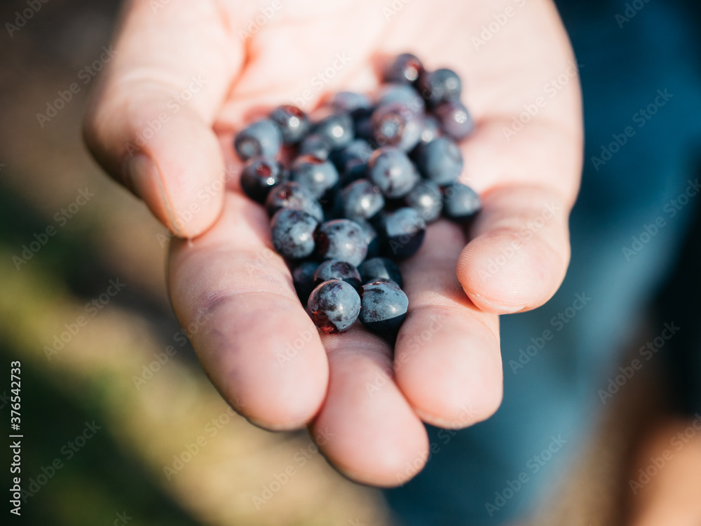 Closeup of blueberries in man's hand in forest Closeup of blueberries in man's hand in forest