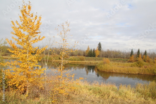 Autumn On The Wetlands  Pylypow Wetlands  Edmonton  Alberta