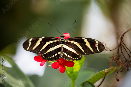 A Zebra Longwing butterfly on a red flower photo