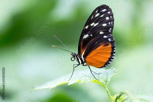 A Hecale Longwing or Heliconius hecale butterfly perched on a plant leaf