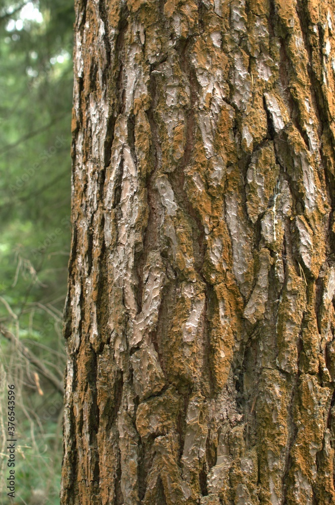 Textured tree bark close-up on a background of green foliage