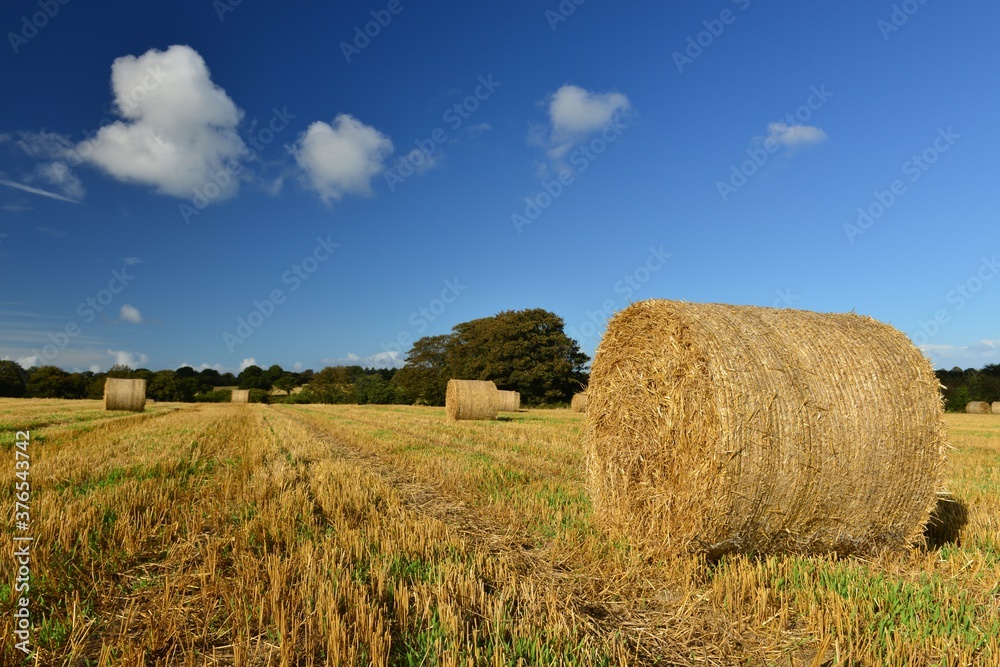 Hay bales, Jersey, U.K. Seasonal Summer harvest.