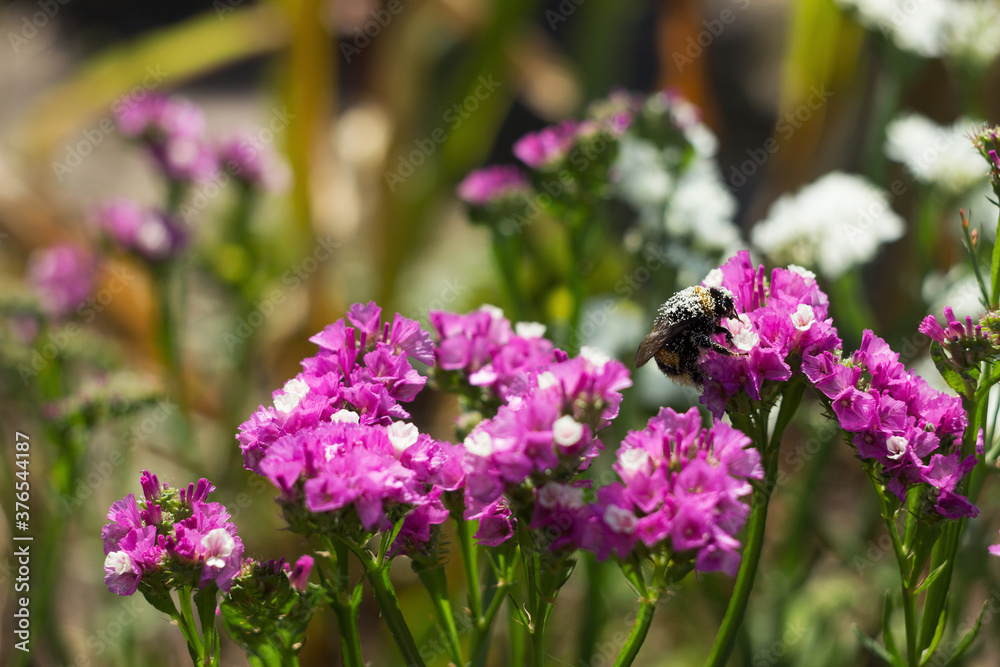 Pollen bumblebee collects limonium nectar, funny big insect covered with pollen sits on a pink summer flower.