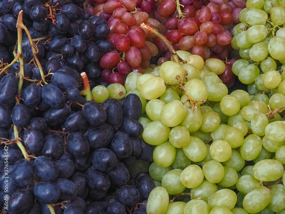 Fresh mix of blue, red and green wine grapes