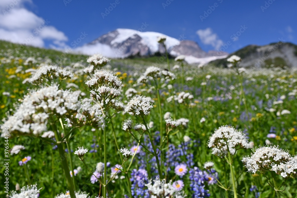 Wild flowers and mountain with blue sky.  Mt Rainer