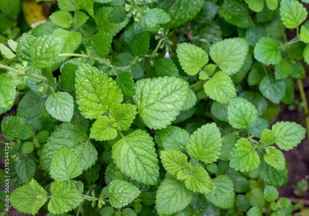 Green leaves of Melissa officinalis in the garden, top view. Green leaves of Melissa officinalis in the garden, top view.