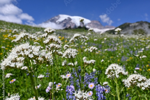 Wild flowers and mountain with blue sky. Mt Rainer