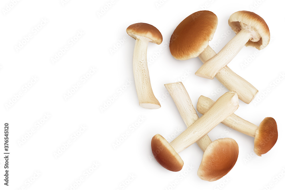 Fototapeta premium honey fungus mushrooms isolated on white background with clipping path. Top view with copy space for your text. Flat lay.
