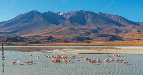 Tableau sur toile Panorama with a few hundred James and Chilean flamingos in the Canapa Lagoon in the Andes mountain range near the Uyuni salt flat, Bolivia
