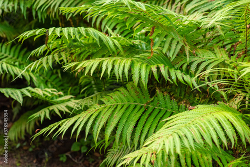 A group of Pteridophyte in a forest.