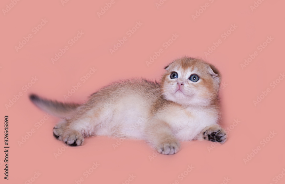 scottish fold kitten on a peach background scottish fold kitten on a peach background