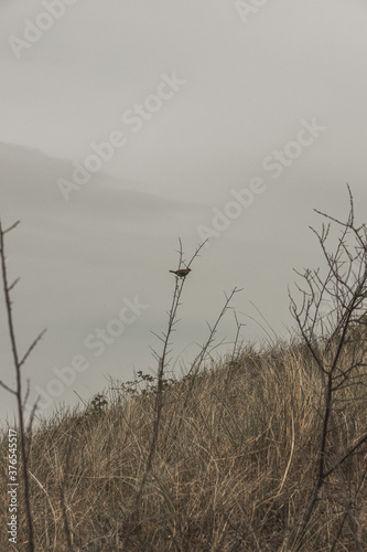 Einsamer Vogel im Nebel