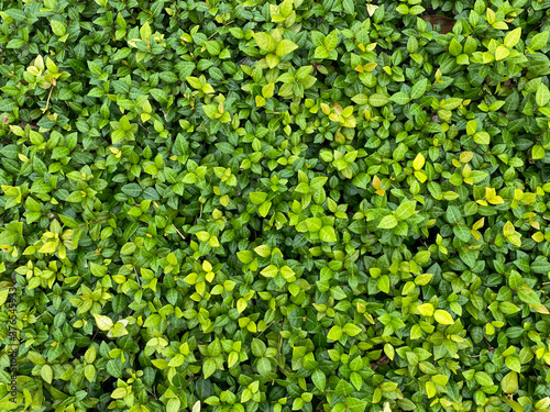 Green and yellow leafed ground cover