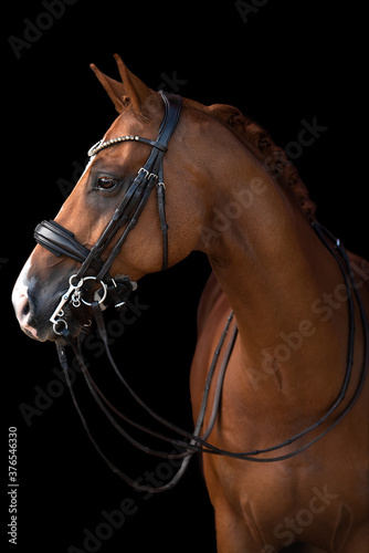 Pferd steht mit Kandare vor einem schwarzen Hintergrund im POrtrait © Talitha
