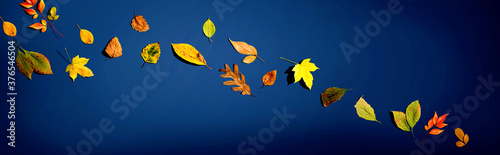 Colorful autumn leaves overhead view - flat lay