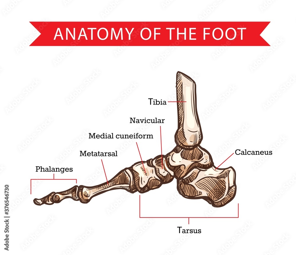 Fototapeta Foot bones vector sketch of human anatomy, orthopedics