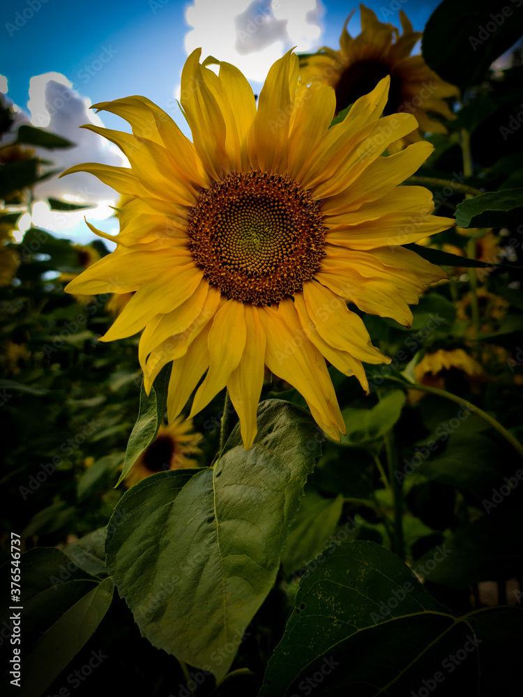 Obraz premium Sunflower looking at you