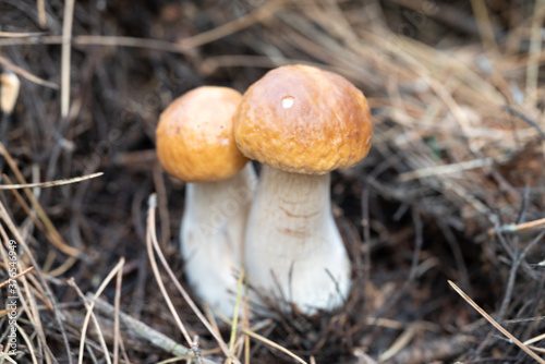 Mushrooms in the forest.Reading UK Sept2020