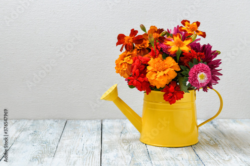 Red and orange autumn flowers in yellow decorative watering can on a white wooden table, against a white wall. Selective focus.