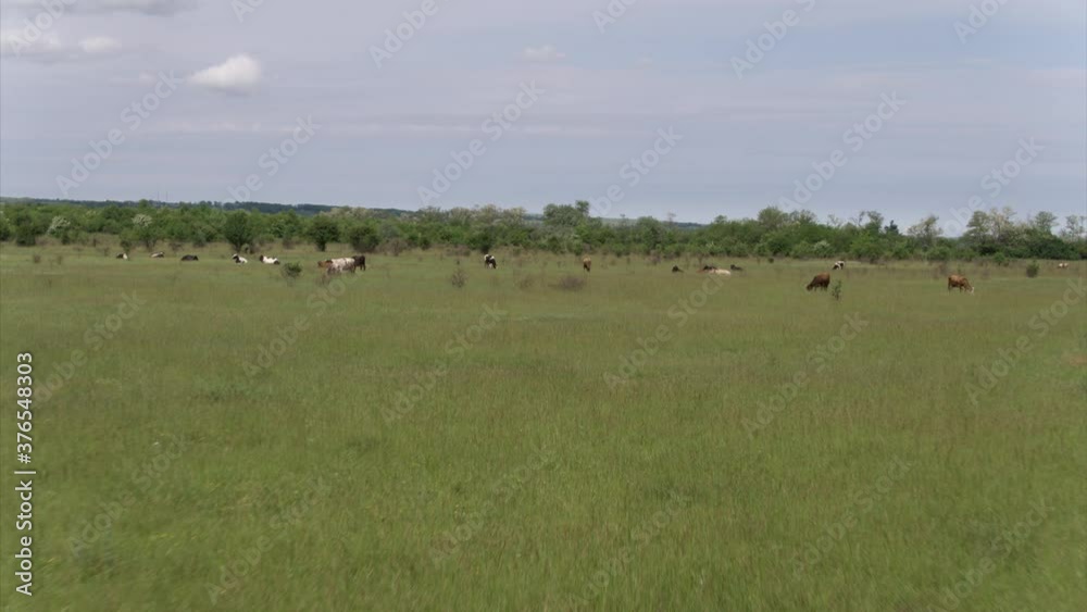 Cows grazing fresh green grass on the field. Farm. Animals graze on a meadow. Cows on pasture. Herd of Dairy cattle in countryside. Farmland in countryside. Milk and meat industry. Cows grazing fresh green grass on the field. Farm. Animals graze on a meadow. Cows on pasture. Herd of Dairy cattle in countryside. Farmland in countryside. Milk and meat industry.
