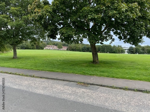 trees in the park
