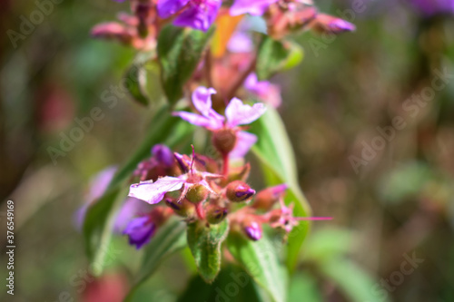 purple flowers in the garden