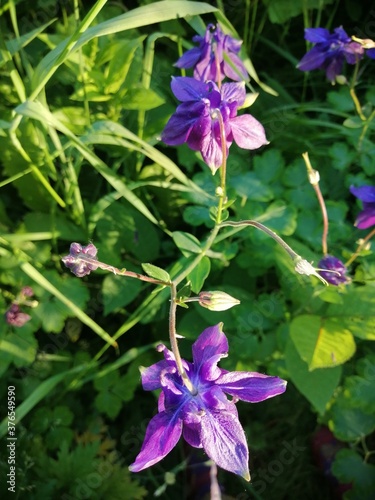 Aquilegia vulgaris - deep purple early summer flower