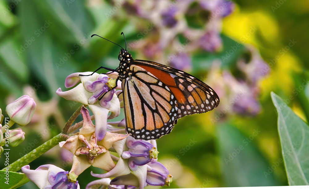 Bright and colorful monarch butterfly perched on a tropical flower. Bright and colorful monarch butterfly perched on a tropical flower.