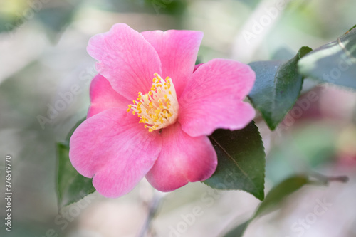 Original close up photograph of a pink camellia bloom on a branch 