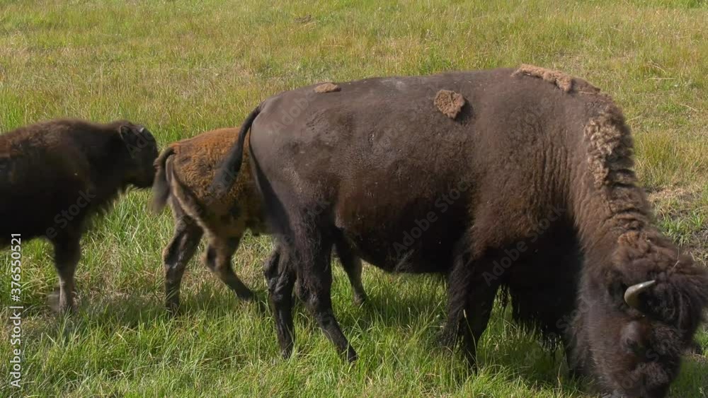 Cow bison grazing on plains grass with two calves Cow bison grazing on plains grass with two calves