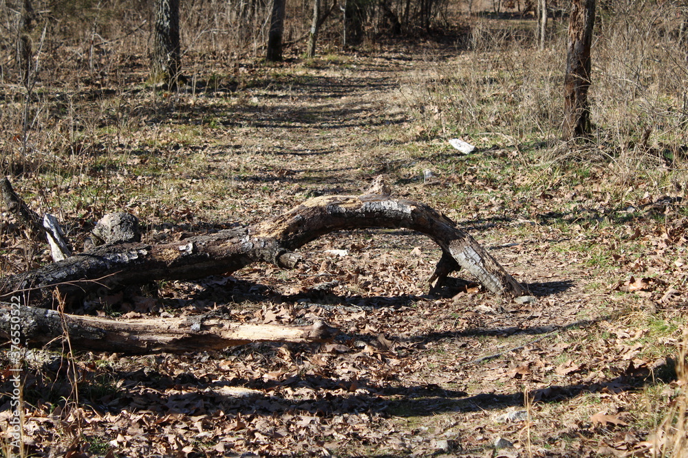 Fallen Branch Fallen Branch
