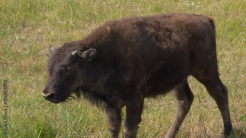 Young bison calves panting and grazing in summer heat Young bison calves panting and grazing in summer heat