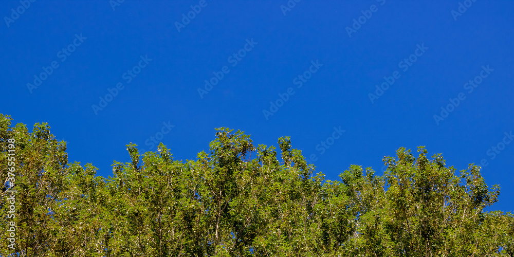 Blue sky and foliage. Blue clear sky and trees. Blue sky and foliage. Blue clear sky and trees.