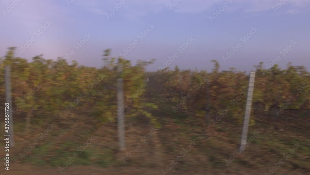 Bordeaux vineyard in autumn under the frost and fog, Time Lapse