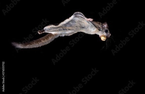 Wild Northern Flying Squirrel in mid air on a black night with a peanut in the shell returning to its den to store for winter in North Quebec, Canada. © Hummingbird Art