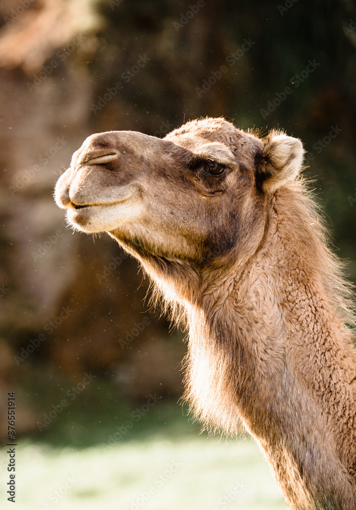 Close up portrait of a camel at the zoo